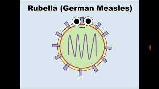 8 Rubella الحصبة الألمانية [upl. by Yclek]