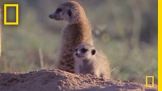 Meerkat Mischief  National Geographic [upl. by Suirtimed]