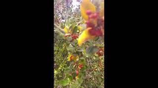 אֶשְׁחָר רְחַבעָלִים עם פירות אדומים Rhamnus alaternus with red fruits [upl. by Nyltiak915]