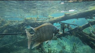 Pescando Tilapias Con Arpon en RioSabinas HidalgoNuevo LeonSpearfishing Tilapias [upl. by Ziegler]