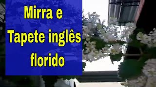 Mirra e Tapete inglês florido [upl. by Nathanial]