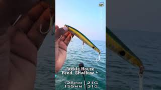 Best lure for Barramundi fishing 🎣 Tackle House feed Shallow Plus tackletips [upl. by Esirehc163]