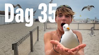 Meeuwen Leger In Blankenberge   Vakantie Vlog 35 [upl. by Nosittam]