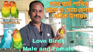 Love Birds Male Female Differences😘লাভ বার্ড পাখির ছেলে এবং মেয়ে চেনার সহজ উপায়Tanay Birds [upl. by Hermy]