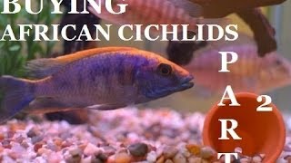 GUIDE TO BUYING AFRICAN CICHLIDS Part 2 Presented by KGTropicals [upl. by Gievlos]