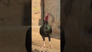 Rooster Crowing Sound  Rooster Sound Effect  murga ki awaz uniquepetsworld [upl. by Angelia]