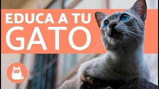 TOP 5 GATOS BAILANDO [upl. by Enyamert]