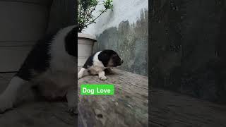 Black Desi dog pet Desi Doganimals Dog Love ❤️❤️❤️ [upl. by Blanding]