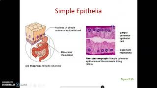 Epithelial tissue 1 Histology Anatomy Book Club [upl. by Hodgkinson]