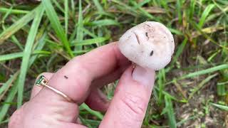 🍄‍🟫Fall mushrooms how to find and identify champignonsfield mushroomsnaturemushroomingforaging [upl. by Dranel296]