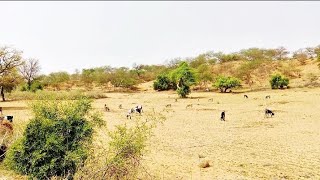 quotThar Desert Greens Goats Eat Grass After Rainquot animals youtube [upl. by Dnomyaw]