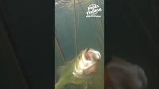 Largemouth Bass Eat shorts [upl. by Dene29]