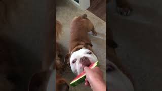 Tedders and Peggy Watermelon Break bulldog americanbully kingcharlesspaniel [upl. by Wiskind]