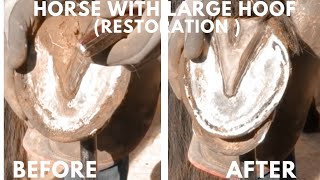 Shire Horse Complete restoration Shire Horse Super Clean Hoof Trim shirehorse huge massivehoof [upl. by Ailsa]