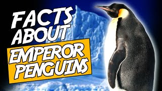 Top 10 Amazing Facts About Emperor Penguins [upl. by Olmstead23]