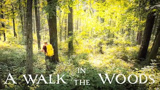 End of Summer Peaceful walk in the woods  Woodland Photography [upl. by Morita]