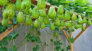 Watch Our Chayote Planting Method Produce an Abundance of Fruit [upl. by Dill]