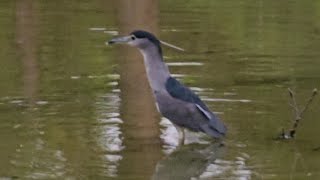 BlackCrowned Night Heron [upl. by Eelytsirk72]