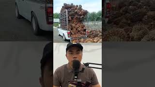 BONGKAR HILUX MUATAN SAWIT 4 TON tiangawanchannel shorts viral [upl. by Artcele]