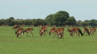 Black lechwe Bangweulu Wetlands Zambia [upl. by Ormiston983]