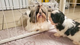 Shih Tzu Puppies Play Day [upl. by Elleret]