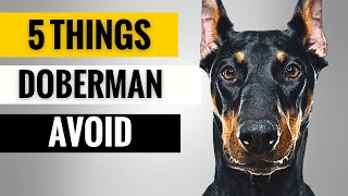 5 Things You Must Never Do to Your Doberman Pinscher [upl. by Lua554]