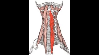 Longus colli exercise [upl. by Milone]