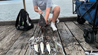 Squidding and Fishing down Port Noarlunga Jetty [upl. by Melantha311]