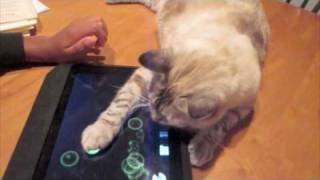 Kitty Plays with iPad [upl. by Idnam]