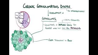 Chronic granulomatous diseases شرح بالعربي [upl. by Lancelot674]