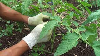 Cultivo De Tomate Chonto a Campo Abierto parte 13 [upl. by Cross]