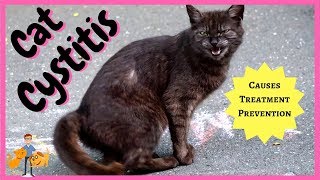 Cat Cystitis treatment symptoms  home prevention [upl. by Chevalier886]