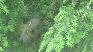 Goldcrest fledgling [upl. by Yla]