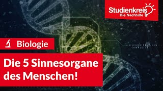 Die 5 Sinnesorgane des Menschen  Biologie verstehen mit dem Studienkreis [upl. by Acissej]