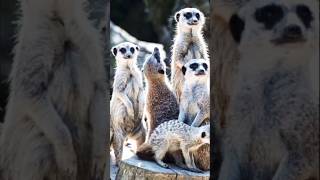 meerkats loving scene  meerkatsshorts meerkatsdocumentry shorts viral trendingshorts viralree [upl. by Fryd347]