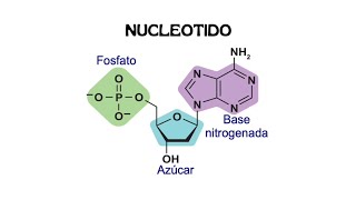 🧬NUCLEOTIDOS ADN y ARN Fácil en 5 MINUTOS [upl. by Havstad]