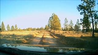 Goofy SharpTailed Grouse Make Poor Pedestrians [upl. by Nylleoj]