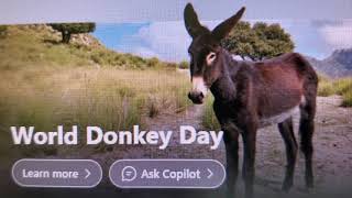 World Donkey Day DECODE [upl. by Horick]