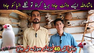 Visit Java Sparrow Setup In Karachi  40 Pairs Java Sparrow setup  Java Breeder Colony  Birds [upl. by Proctor789]