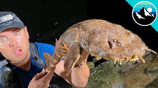 Wobbegong Shark Found in Tide Pool [upl. by Ordnassela]