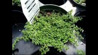 Gardening Mal Herniaria Glabra Green Carpet wmv [upl. by Arahc]