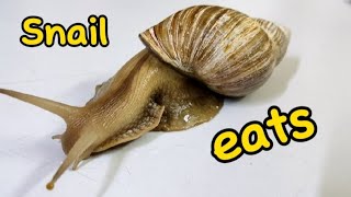 Snail eats cucumber snail snaileact timelapse [upl. by Annawt899]