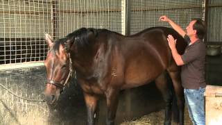 How to check your own horses sore back with Christian Langeder [upl. by Chally903]