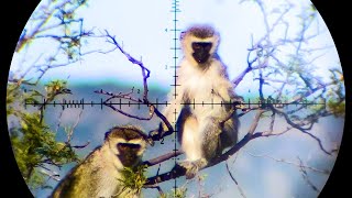 The Best Monkey amp Baboon Hunting Compilation on YouTube  88 Shots in 4K [upl. by Mars]