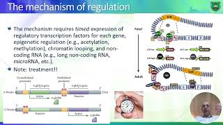 Genetics of globin synthesis 2024 التحكم الجيني ببروتين الهيموجلوبين [upl. by Gnus662]