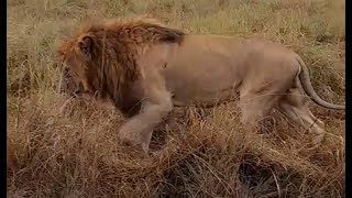 Inselberg Male Lions on move  Masaimara  1 August 2024 [upl. by Allemat]