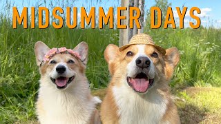 SUMMER VACATION 22  Topi the Corgi [upl. by Vary]