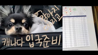 캐나다 입국준비 vlog 1탄 강아지 데리고 한국에서 캐나다 토론토 입국 준비하기 강아지 광견병항체가검사 리얼터끼고 전체렌트 콘도 구하기 [upl. by Aitnwahs]