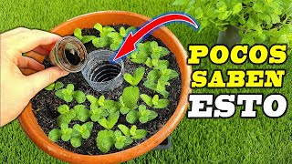 Todos deberían conocer esta técnica para cultivar un huerto en maceta Muy fácil [upl. by Alysa91]