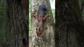 Hanging on a tree with his paws outstretched squirrel [upl. by Anigal]